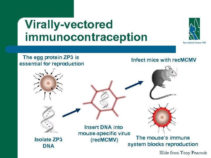 Virally-vectored immunocontraception The egg protein ZP 3 is essential for reproduction Isolate ZP 3