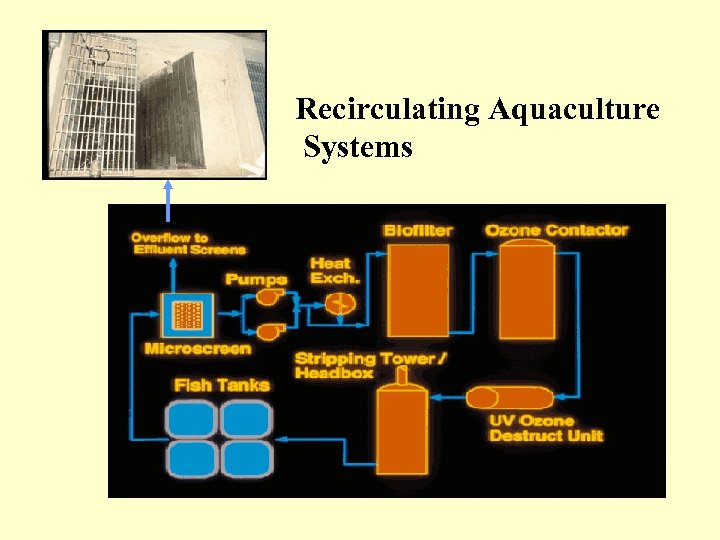 Recirculating Aquaculture Systems 