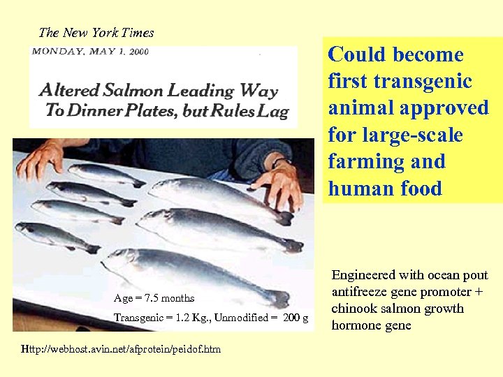 The New York Times Could become first transgenic animal approved for large-scale farming and