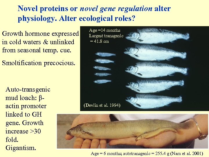 Novel proteins or novel gene regulation alter physiology. Alter ecological roles? Growth hormone expressed