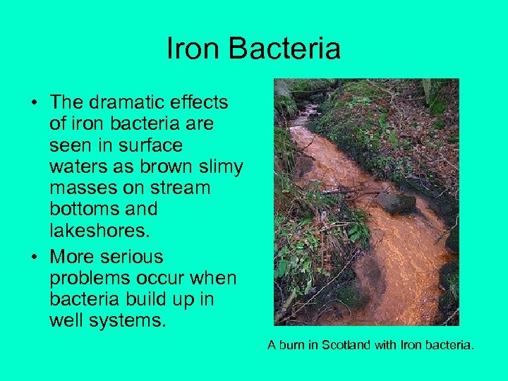 Iron Bacteria • The dramatic effects of iron bacteria are seen in surface waters