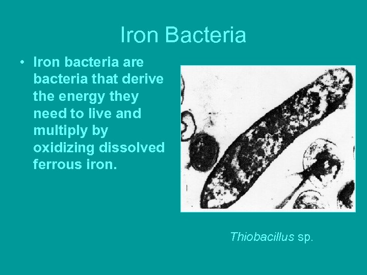Iron Bacteria • Iron bacteria are bacteria that derive the energy they need to