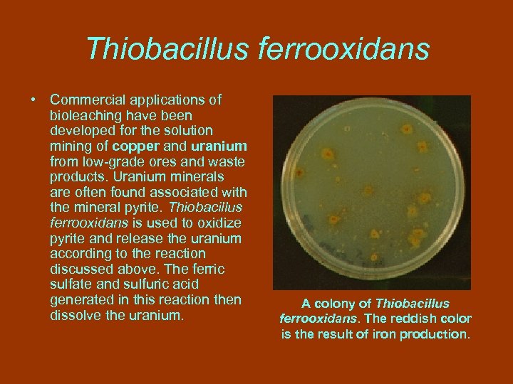 Thiobacillus ferrooxidans • Commercial applications of bioleaching have been developed for the solution mining