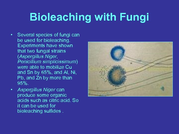 Bioleaching with Fungi • Several species of fungi can be used for bioleaching. Experiments