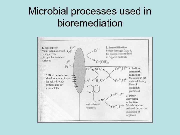 Microbial processes used in bioremediation 