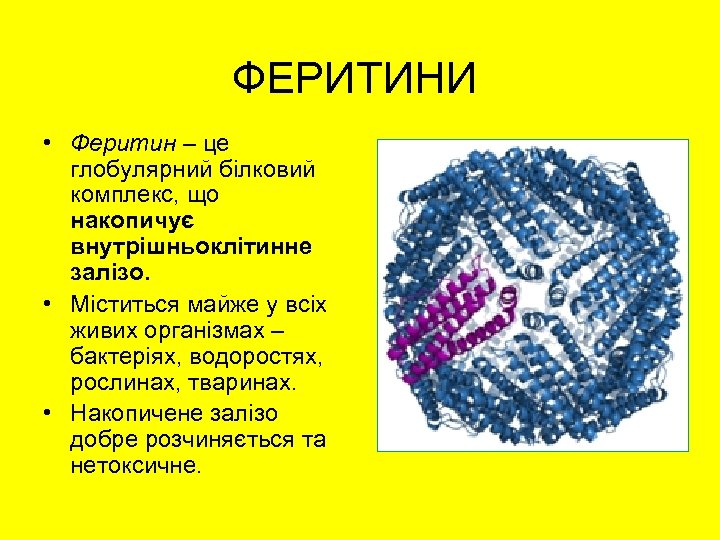 ФЕРИТИНИ • Феритин – це глобулярний білковий комплекс, що накопичує внутрішньоклітинне залізо. • Міститься