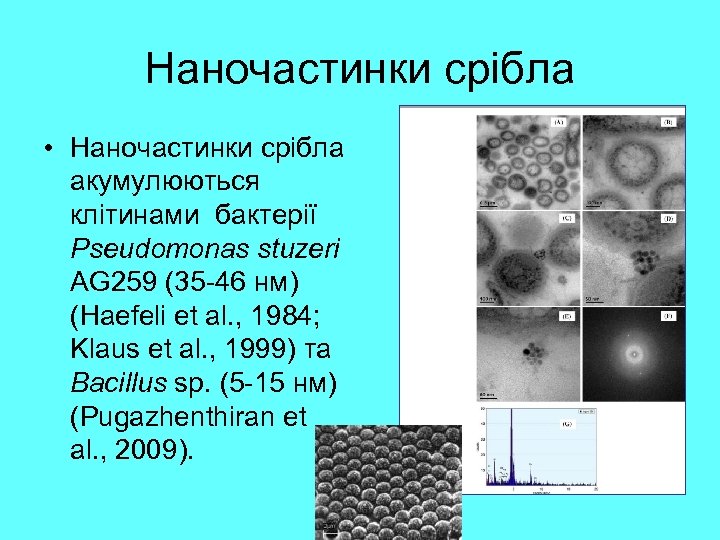 Наночастинки срібла • Наночастинки срібла акумулюються клітинами бактерії Pseudomonas stuzeri AG 259 (35 -46