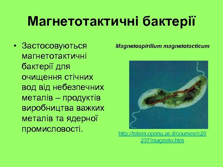 Магнетотактичні бактерії • Застосовуються магнетотактичні бактерії для очищення стічних вод від небезпечних металів –