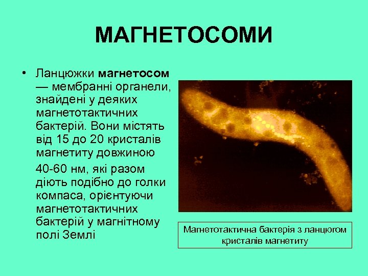 МАГНЕТОСОМИ • Ланцюжки магнетосом — мембранні органели, знайдені у деяких магнетотактичних бактерій. Вони містять