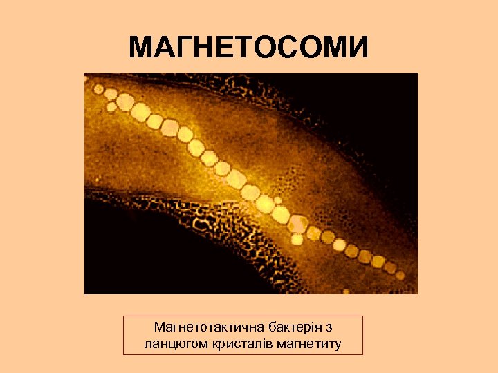 МАГНЕТОСОМИ Магнетотактична бактерія з ланцюгом кристалів магнетиту 