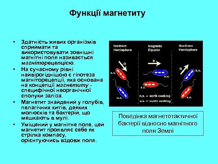 Функції магнетиту • • Здатність живих організмів сприймати та використовувати зовнішні магнітні поля називається