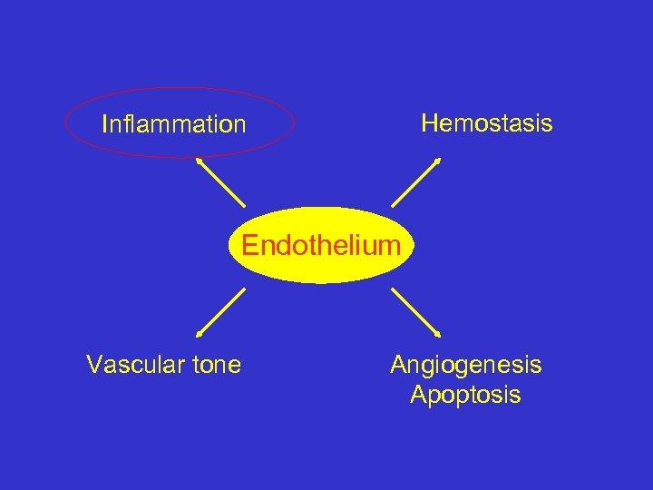 Hemostasis Inflammation Endothelium Vascular tone Angiogenesis Apoptosis 