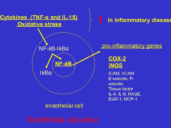 Cytokines (TNF-α and IL-1ß) Oxidative stress NF-k. B-Ik. Bα NF-k. B Ik. Bα endothelial
