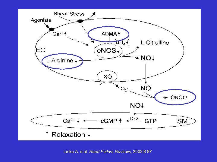 Linke A, e al. Heart Failure Reviews, 2003; 8: 87 