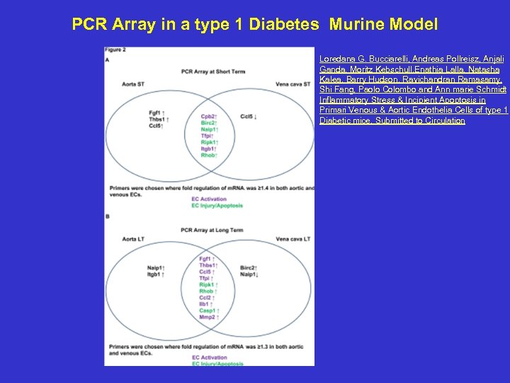 PCR Array in a type 1 Diabetes Murine Model Loredana G. Bucciarelli, Andreas Pollreisz,