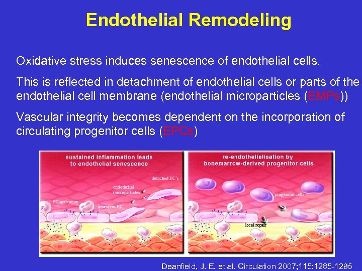 Endothelial Remodeling Oxidative stress induces senescence of endothelial cells. This is reflected in detachment