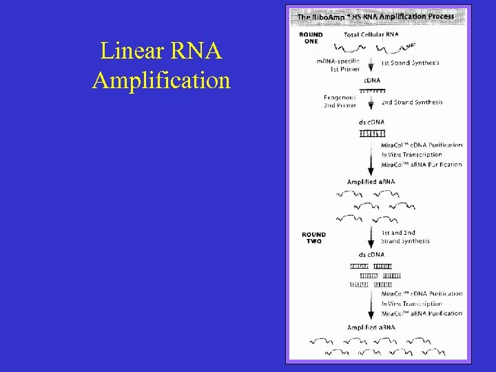 Linear RNA Amplification 