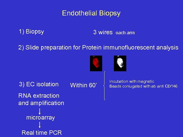 Endothelial Biopsy 1) Biopsy 3 wires each arm 2) Slide preparation for Protein immunofluorescent