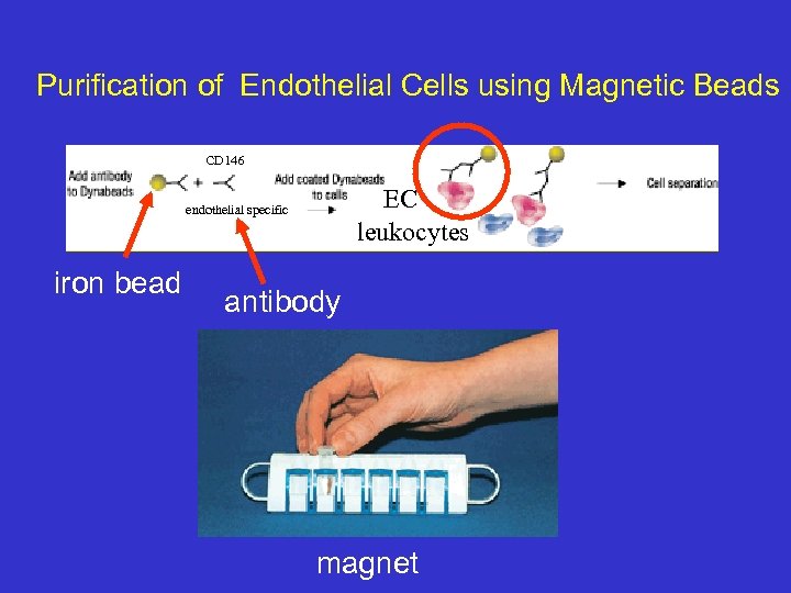 Purification of Endothelial Cells using Magnetic Beads CD 146 EC leukocytes endothelial specific iron