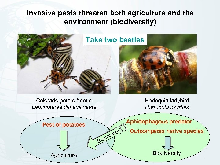 Invasive pests threaten both agriculture and the environment (biodiversity) Take two beetles Colorado potato