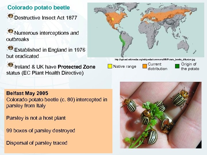 Colorado potato beetle Destructive Insect Act 1877 Numerous interceptions and outbreaks Established in England
