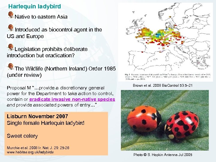 Harlequin ladybird Native to eastern Asia Introduced as biocontrol agent in the US and