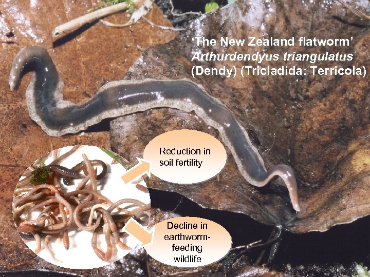 ‘The New Zealand flatworm’ Arthurdendyus triangulatus (Dendy) (Tricladida: Terricola) Reduction in soil fertility Decline