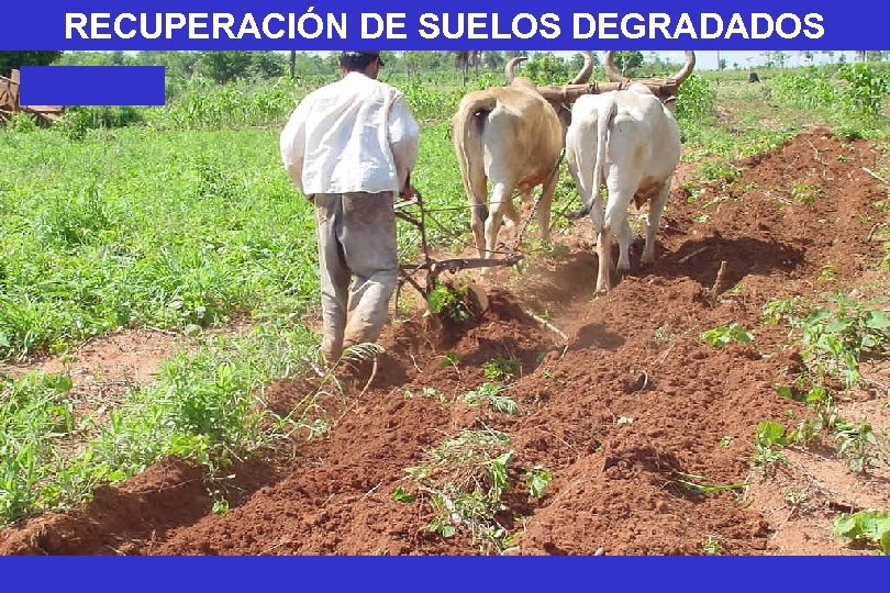 RECUPERACIÓN DE SUELOS DEGRADADOS 