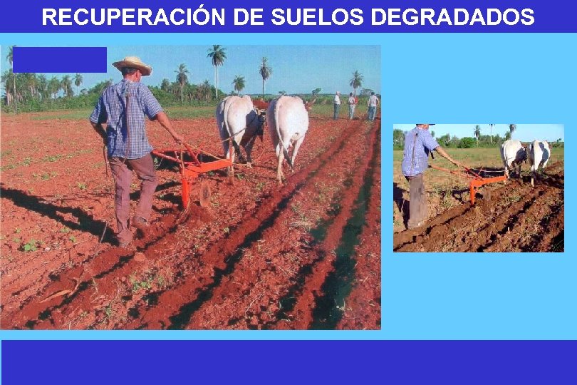 RECUPERACIÓN DE SUELOS DEGRADADOS 