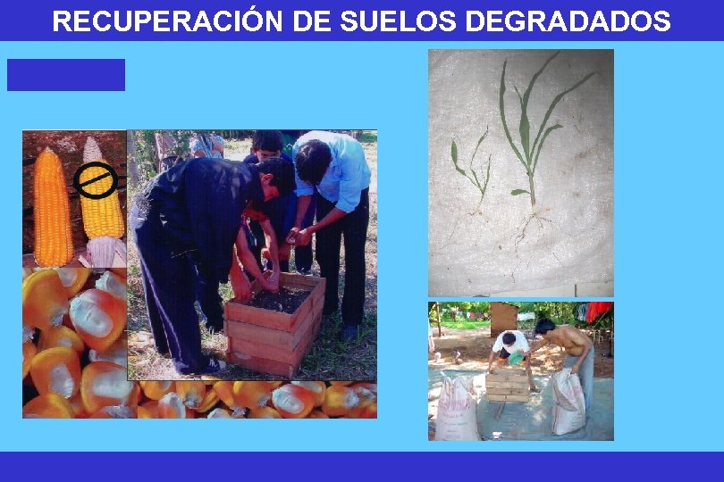 RECUPERACIÓN DE SUELOS DEGRADADOS 