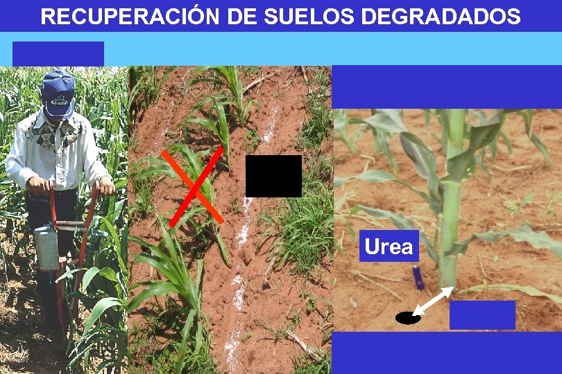 RECUPERACIÓN DE SUELOS DEGRADADOS Urea 