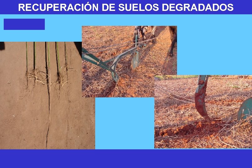 RECUPERACIÓN DE SUELOS DEGRADADOS 