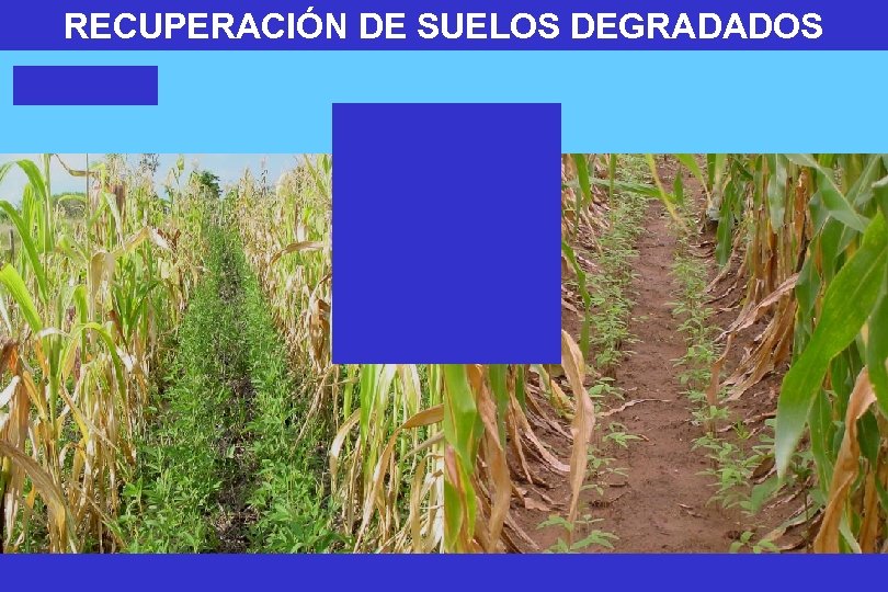RECUPERACIÓN DE SUELOS DEGRADADOS 