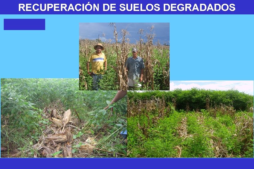 RECUPERACIÓN DE SUELOS DEGRADADOS 