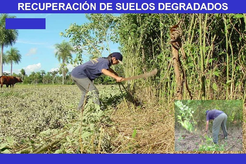 RECUPERACIÓN DE SUELOS DEGRADADOS 