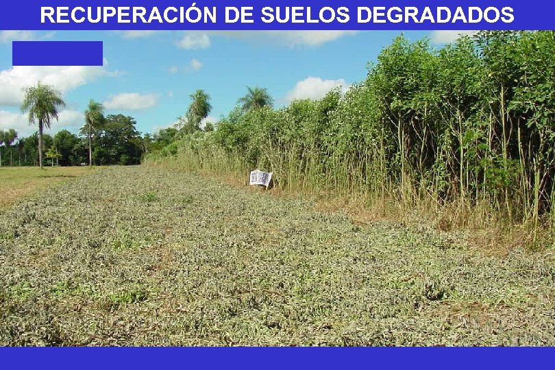 RECUPERACIÓN DE SUELOS DEGRADADOS 