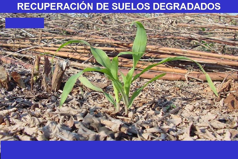 RECUPERACIÓN DE SUELOS DEGRADADOS 