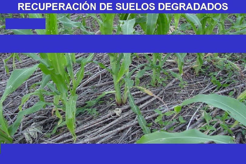 RECUPERACIÓN DE SUELOS DEGRADADOS 