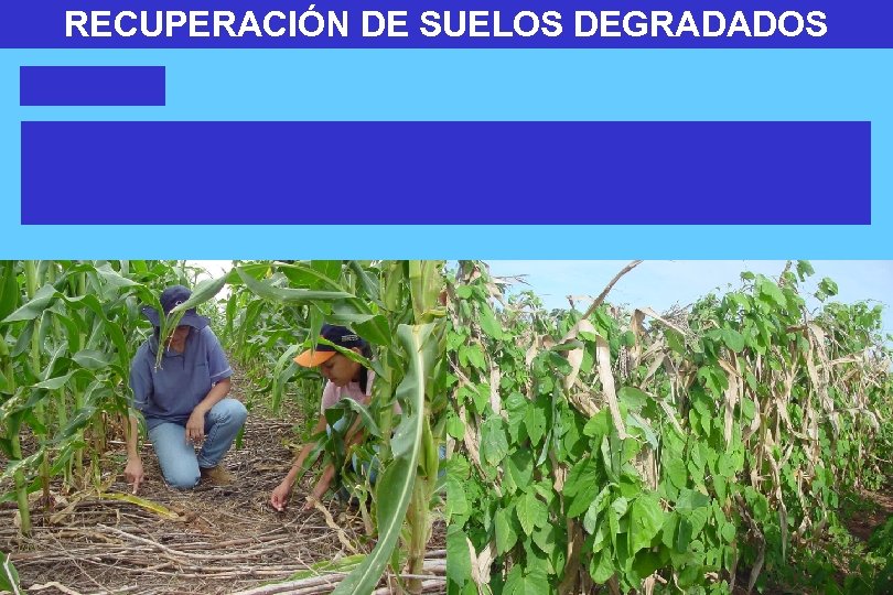 RECUPERACIÓN DE SUELOS DEGRADADOS 