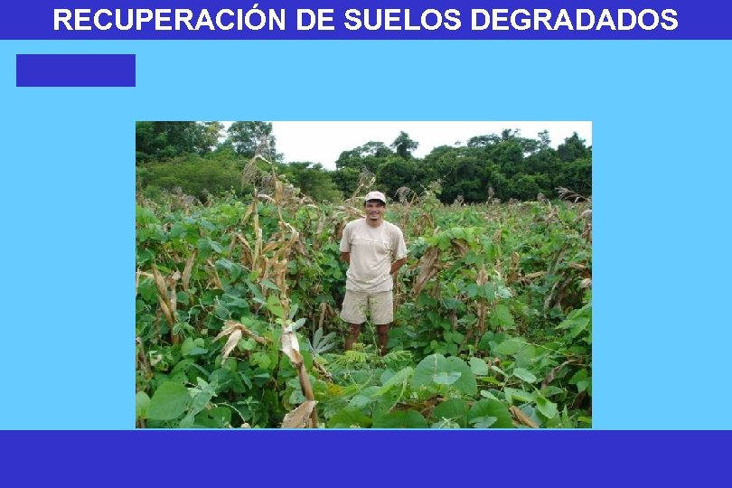 RECUPERACIÓN DE SUELOS DEGRADADOS 