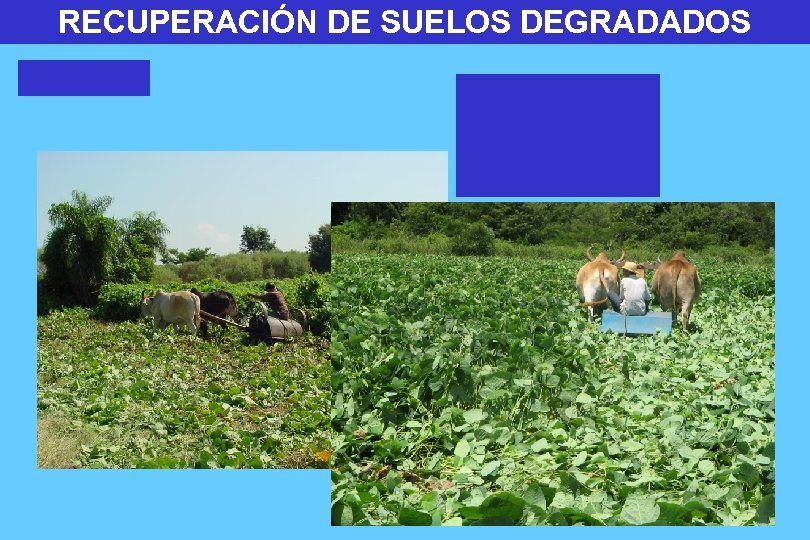 RECUPERACIÓN DE SUELOS DEGRADADOS 