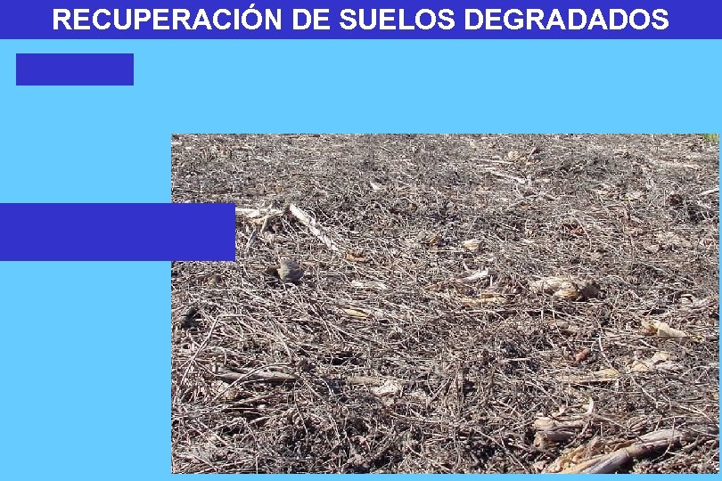 RECUPERACIÓN DE SUELOS DEGRADADOS 