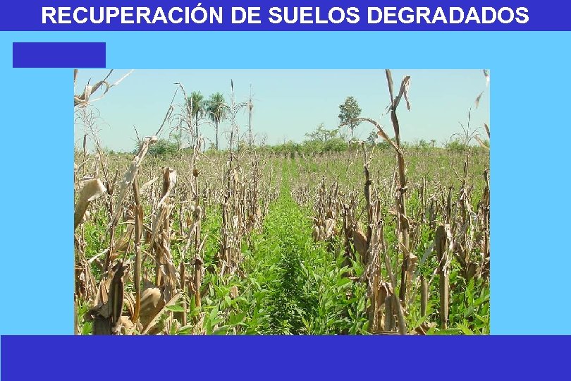 RECUPERACIÓN DE SUELOS DEGRADADOS 