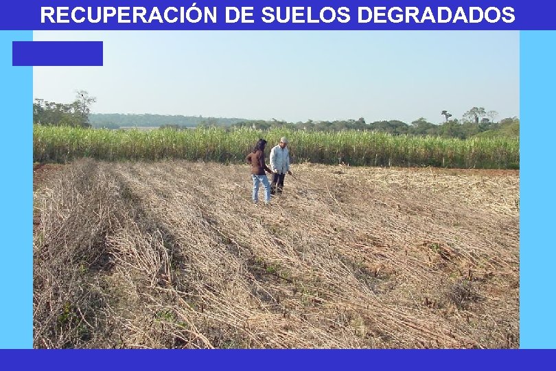 RECUPERACIÓN DE SUELOS DEGRADADOS 