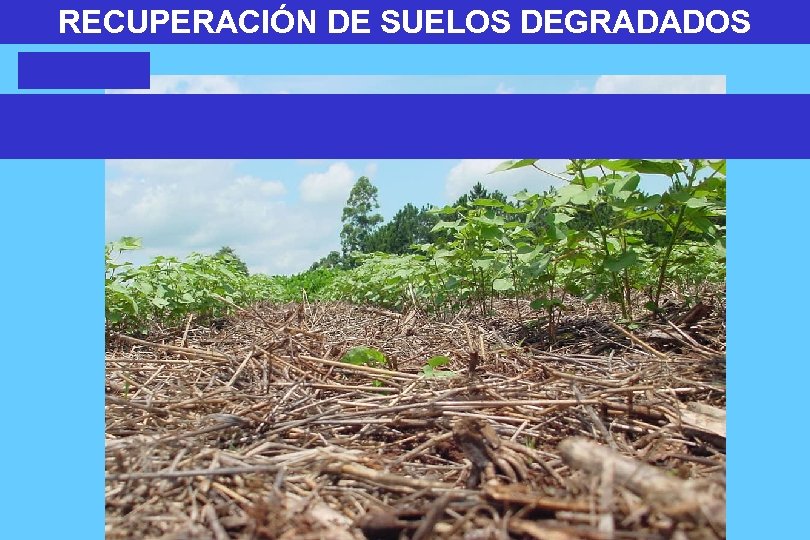 RECUPERACIÓN DE SUELOS DEGRADADOS 