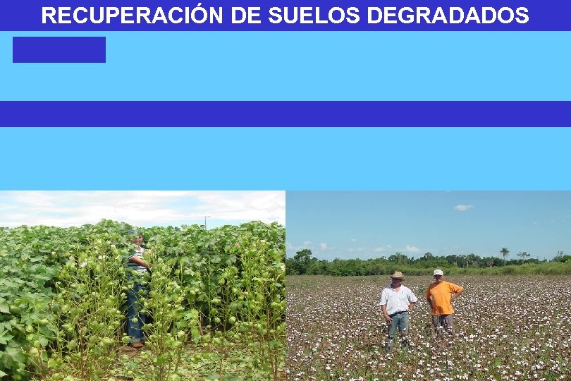 RECUPERACIÓN DE SUELOS DEGRADADOS 