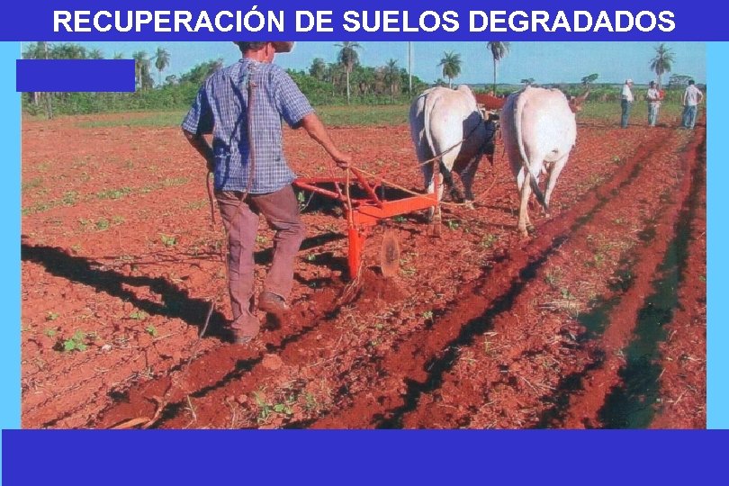 RECUPERACIÓN DE SUELOS DEGRADADOS 