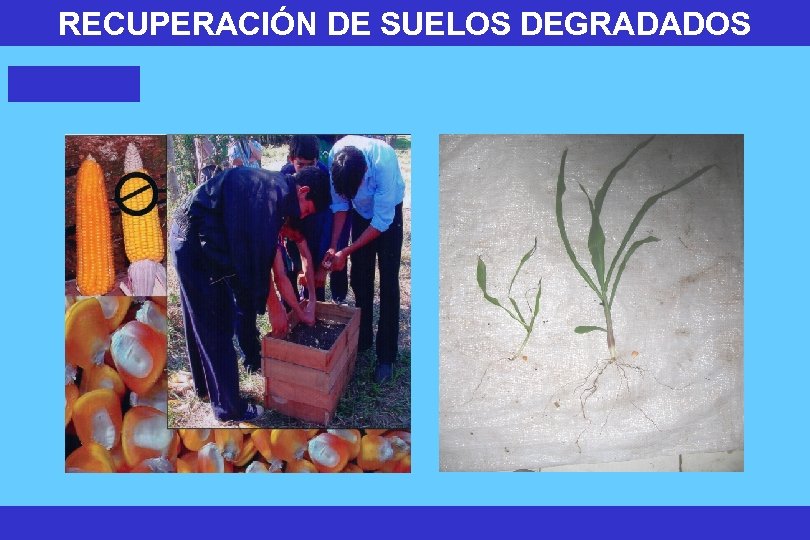 RECUPERACIÓN DE SUELOS DEGRADADOS 