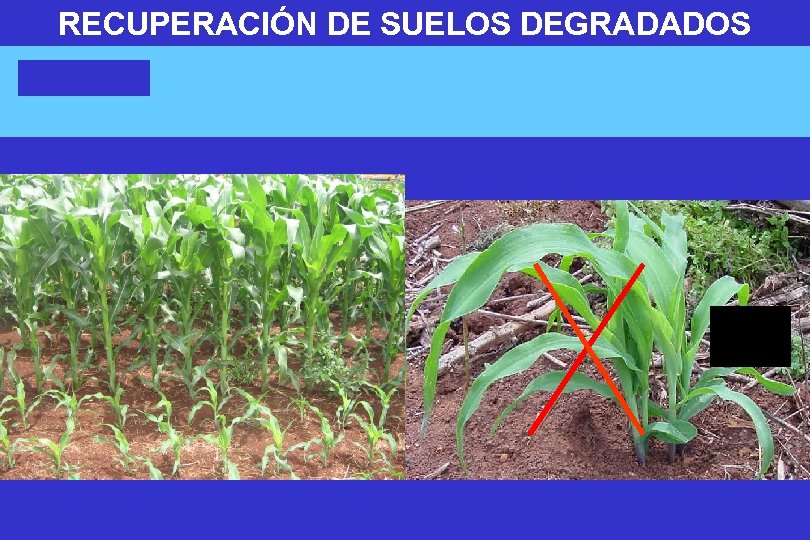 RECUPERACIÓN DE SUELOS DEGRADADOS 