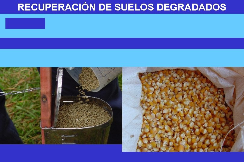 RECUPERACIÓN DE SUELOS DEGRADADOS 